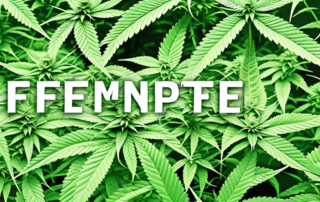 Different stages of hemp growth