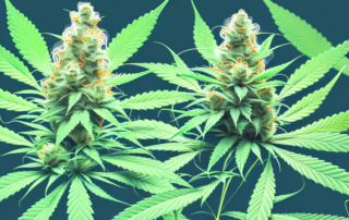 A mature male cannabis plant