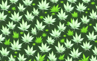 A female cannabis plant in full bloom