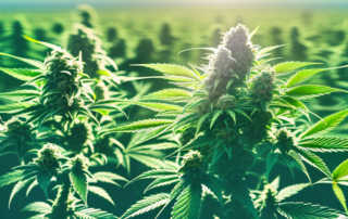 A healthy cannabis plant in its pre-flowering stage with emphasis on the buds