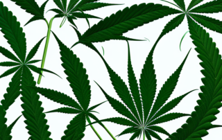 A mature cannabis plant in a natural setting