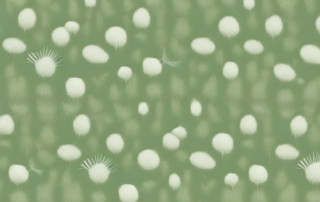 Various plant fibers such as cotton