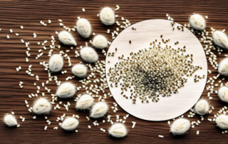 Peeled hemp seeds scattered on a wooden table