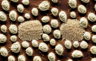 Unpeeled hemp seeds scattered on a wooden surface