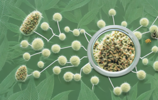 A hemp plant in full bloom