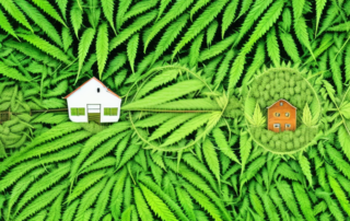 A lush hemp farm in the bavarian countryside