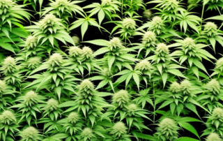 Mature hemp plants ready for harvest