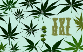 A hemp plant showcasing its various uses such as fabric