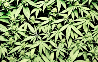 Several healthy cannabis plants thriving in different types of soil