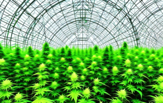 A lush hemp field in germany
