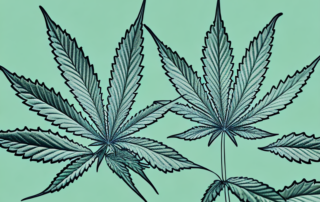 A male cannabis plant gradually transforming into a female cannabis plant