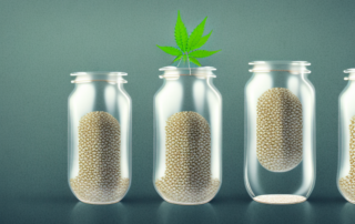 Soaked hemp seeds sprouting in a glass jar