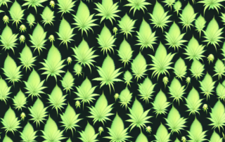 Mature cannabis plants with visible trichomes