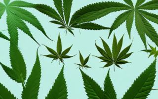 A hemp plant in different stages of growth