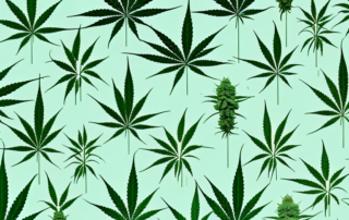 Different types of cannabis plants in a serene and therapeutic environment