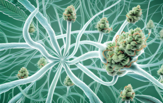 A cannabis plant intertwined with a stylized depiction of nerve cells