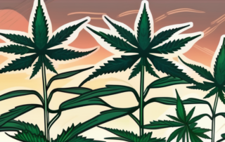 A lush outdoor cannabis plant with a setting sun in the background