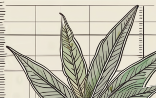 A hemp plant with a ruler next to it