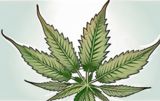 A cannabis plant highlighting its trichomes on the surface of its leaves and buds