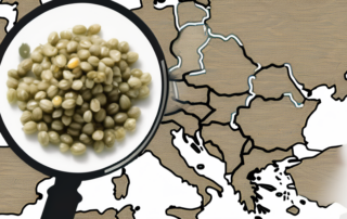 Various types of hemp seeds scattered on a map of germany