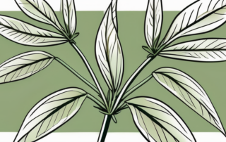 A female hemp plant
