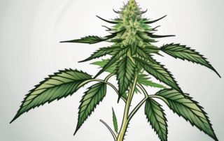 A healthy cannabis plant with clear indications of the topping process