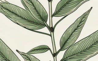 A mature female hemp plant
