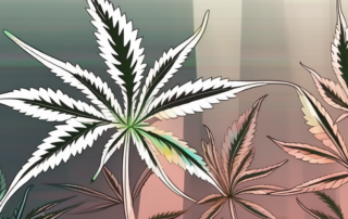 A cannabis plant under a grow light