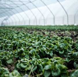 The Role of Aeroponic Farming in Mitigating, Hyderabad