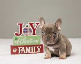Find Your Perfect French Bulldog Puppy at Pure Fre, Ajo