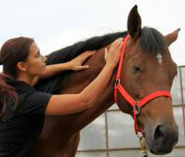 Online Biomechanics Course | Equitopia Center, Thornton