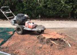 Stump Grinding Mona Vale, Forestville