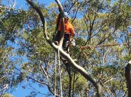 Tree Pruning Avalon, Forestville