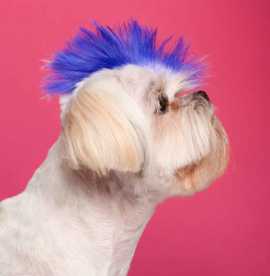 Grooming with Flare: Vibrant Trends That Will Rule, Chicago