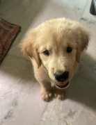 Dog Grooming at Home in Chennai, Chennai