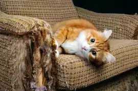 Cat Scratches Leather Restoration services., London