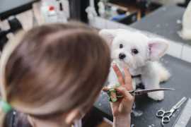 Cleaning Your Dog Salon: Top Tips You Must Know, Chicago