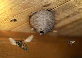 Get Hassle-Free Wasp Removal through Pest Control, Melbourne