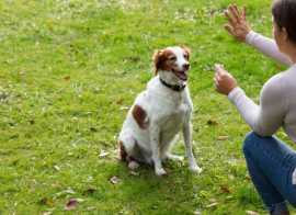 Professional Puppy Training in Mumbai, Mumbai