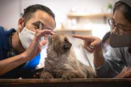 Purr-fectly Pristine: Understanding Why Cats , Chicago