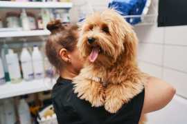 Why Mobile Dog Grooming Might Be Your Perfect , Chicago