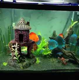 Aquarium Hut - Tropical Fish Food., Perth