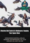 Effective Bird Control in Melbourne, Keysborough