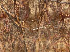 Transforming Spaces: The Versatility of Rainforest, $ 1