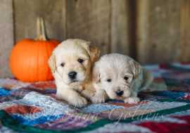 English Golden Retrievers: a perfect companion, ps 3,000