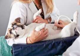 Top-tier Animal Care in NYC: Your Pet's Health, Ou, New York