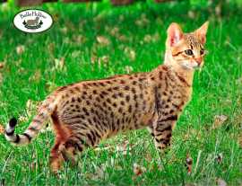 Explore Top Quality Savannah Kittens for Sale, $ 1