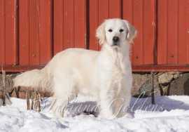 Mini Goldendoodle Puppies in Indiana: Your Path to, Bedford