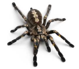 Pest Control Newcastle, Hunterview