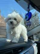 buy maltese puppy, Adger